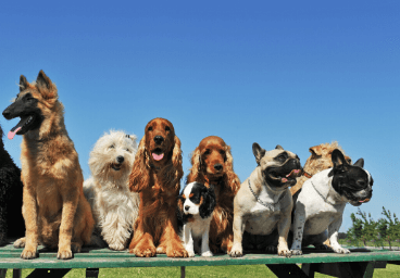 Have A Lot of Dog Pads at Home? Learn All the Other Ways to Use Them